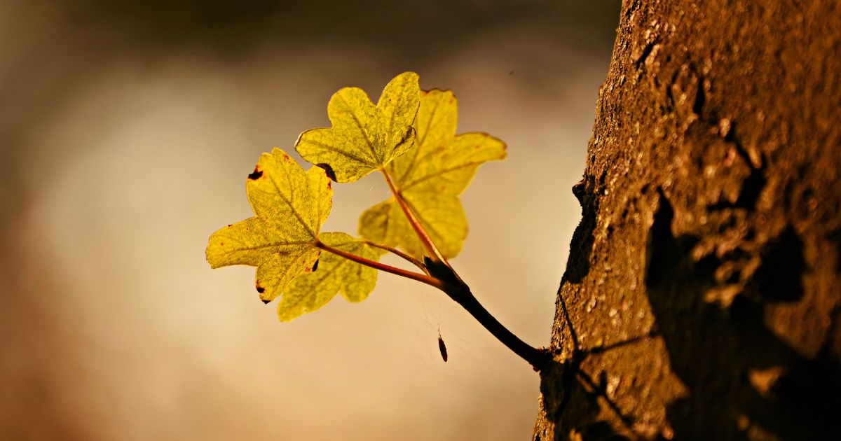 O crescimento está além da zona de conforto