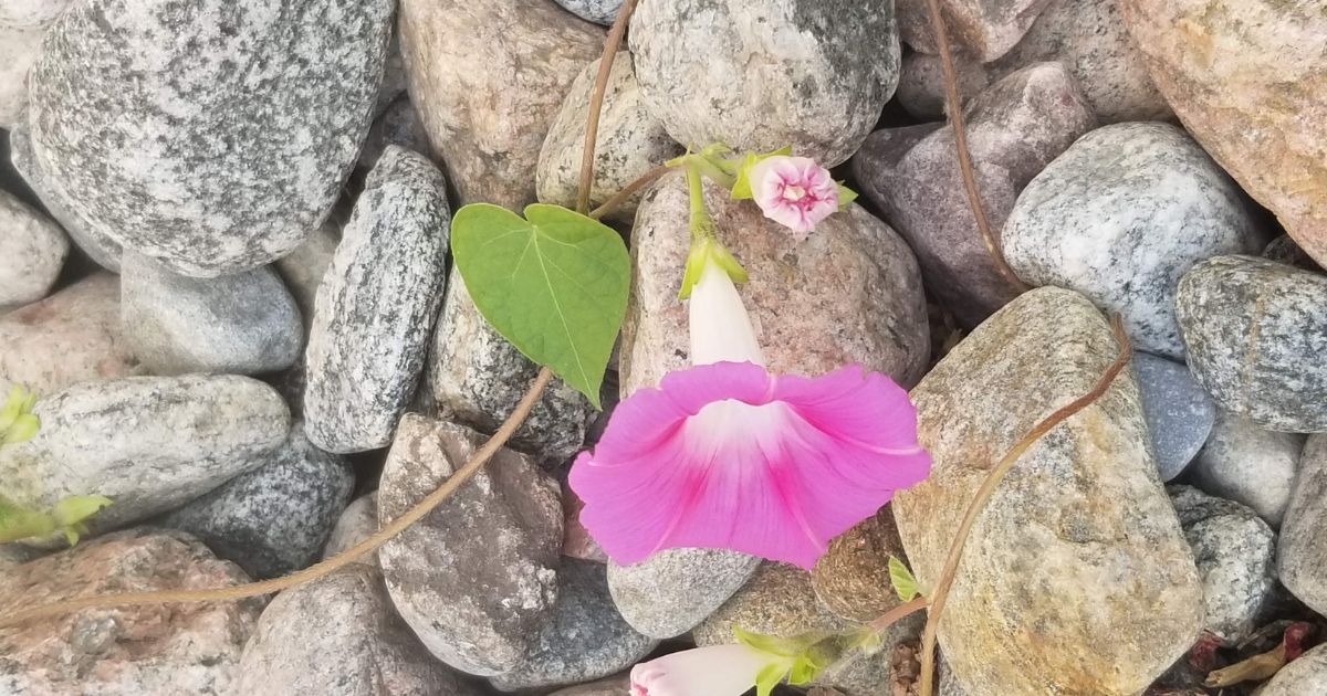 Supere o medo e alcance o sucesso